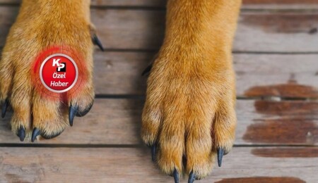 Mormenekşe'de köpekleri zehirlediler!