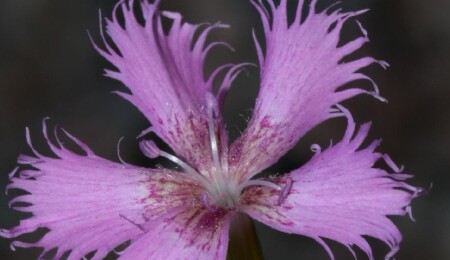 TAE, nesli tükenmekte olan endemik Kıbrıs karanfili ve Medoş lalelerini çoğaltmayı başardı