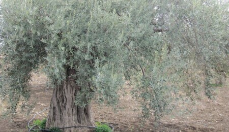 KKTC'de ilk kez bir zeytin türü "Ada Yerlisi" adıyla tescil edildi