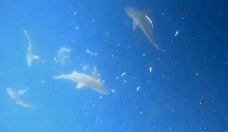 Mavi köpekbalıklarının bukalemun gibi renk değiştirdiği keşfedildi