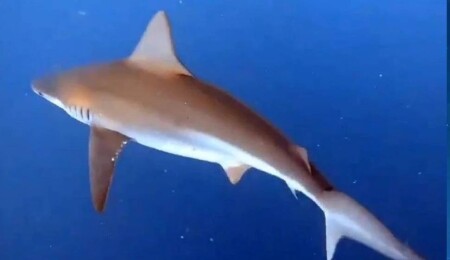 Akdeniz'deki balık türleri yok olma tehlikesiyle karşı karşıya!