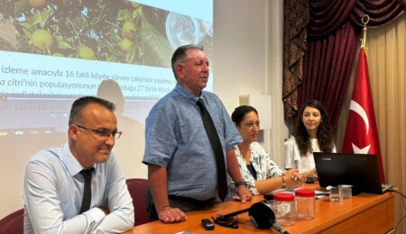 Turunçgil yeşillenme hastalığı vektörü ele alındı