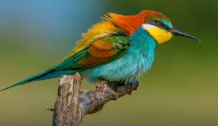 Mutluyaka’da yasa dışı kuş avı: 33 arı kuşu ve 1 pulya ele geçirildi