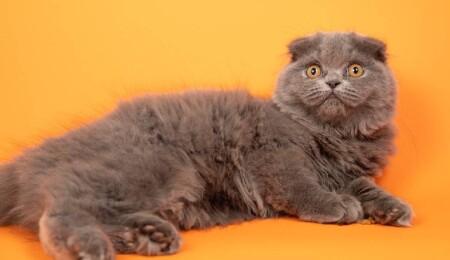 Kediler sanılandan binlerce yıl sonra evcilleştirilmiş