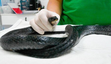 Ciddi derecede yetersiz beslenen kara yılan Taşkent Doğa Parkı’nda tedavi altında