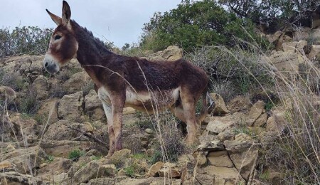 Güney Kıbrıs’taki Hayvan Partisi’nden "eşekleri koruyun" çağrısı