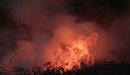 Arjantin'in Patagonya bölgesindeki orman yangınlarında 37 bin hektarlık alan kül oldu