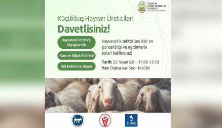 Dipkarpaz’da küçükbaş hayvan üreticilerine yönelik eğitim düzenleniyor