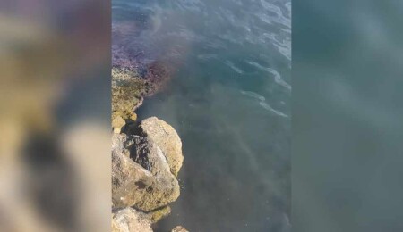 Ergün Bey: Denizlerimize lağım suları pompalıyoruz