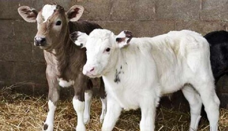 Güney'den kaçak getirilen 1 düve ve 10 buzağı ele geçirildi: 1 kişi tutuklandı