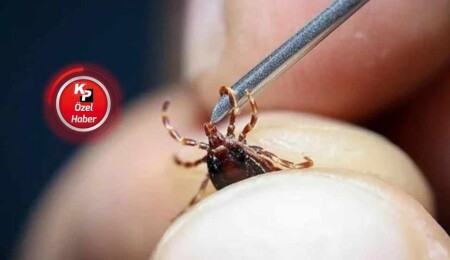 Türkiye’de Kırım-Kongo Kanamalı ateşi can alıyor: KKTC’de bu hastalığı taşıyan kene yok!