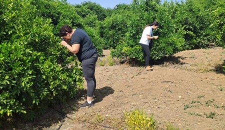 Tarım Dairesi’nden Diaphorina citri mücadelesinde kimyasal ve biyolojik uyarı