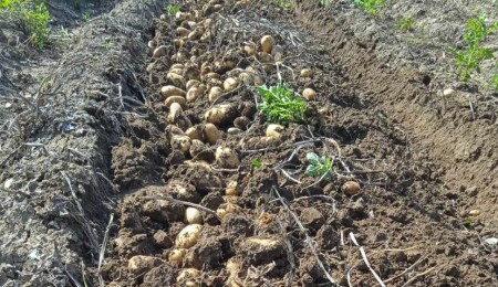 Tarımda artık hastalık ve zararlılar erken tespit edilebilecek