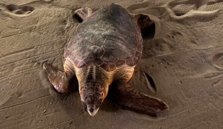 Yumurtlama döneminde olan şanslı, Meritta ile yeniden hayata tutundu