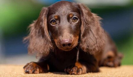 New York'ta devrim niteliğinde emsal karar: Köpekler artık yasal olarak aile üyesi kabul edilecek