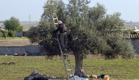 Lefke’de erkenci zeytin hasadı ile harup hasadı 25 Ağustos’ta, yerli zeytin hasadı ise 8 Eylül’de