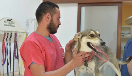 LTB ve Veteriner Hekimler Birliği’nden kısırlaştırma iş birliği