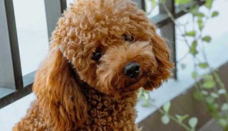 Ercan Havalimanı’nda kaçak yavru köpek operasyonu: İki kişi tutuklandı