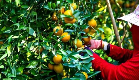 Mevsimlik işçiler 1 Haziran 2026’ya kadar nüfus cüzdanıyla KKTC’ye gelebilecek