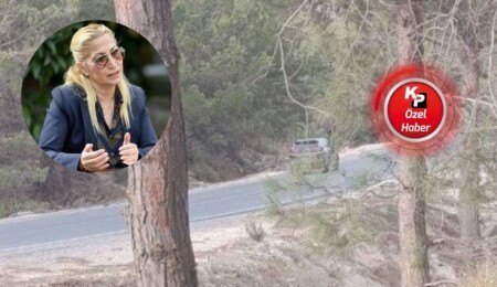 Doğa harikası çam ağacı böcek nedeniyle kesildi: Doğa dostu ve bilimsel temelli mücadele büyük önem taşıyor