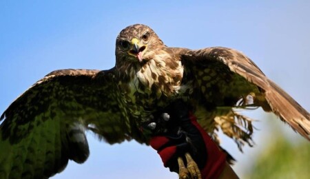 ABD'de, şahine zorla alkol içiren kişiye hayvanlara işkenceden hapis cezası