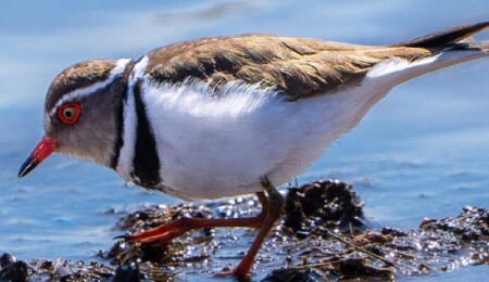 Türkiye'de ilk kez "takkeli cılıbıt" kuşu görüldü