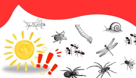 Yaz Aylarında Haşere Sorunu Artıyor: Uzmanlar Profesyonel Böcek İlaçlama Hizmetine Dikkat Çekiyor