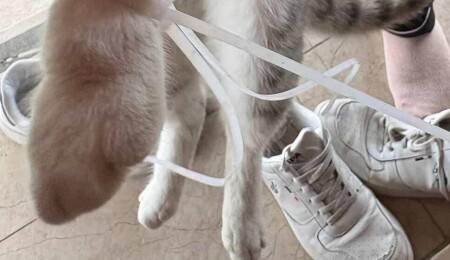 Aslanköy’de kedinin ayağına plastik kelepçe takılmış şekilde bulundu!