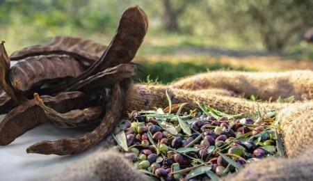 Güzelyurt'ta zeytin ve harup hasat tarihleri belirlendi