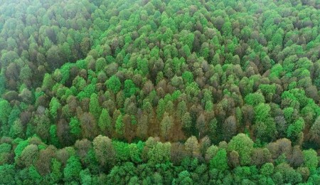 İngiltere'nin East Sussex bölgesinde ağaçlara insanlarla aynı haklar tanındı