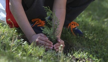 İki toplumlu kadınların katılımıyla ara bölgeye ağaç dikilecek