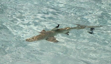 Avustralya'da köpek balığı saldırısı sonucu bir kişi hayatını kaybetti, bir kişi yaralandı