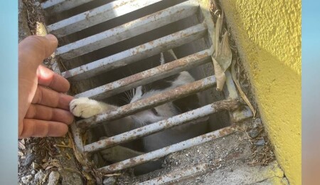 Serhat Akpınar’dan anlamlı paylaşım: Toby kahraman oldu, Barni kurtarıldı