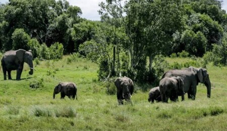 Zambiya’da fil saldırısı: İki kadın turist hayatını kaybetti