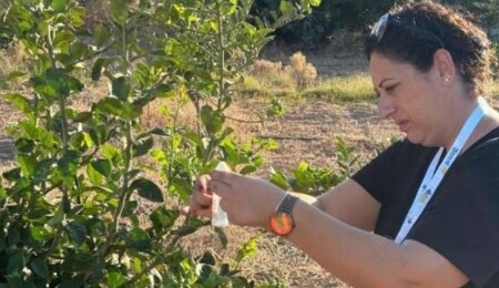 Turunçgil zararlısına karşı biyolojik mücadele: Doğaya 36 bin parazitoit bırakıldı