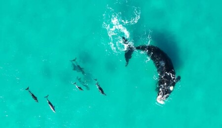 Araştırma: Balinalar ve yunuslar birbirleriyle sürekli oyun oynuyor