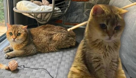 “Artas” obsesif kompulsif bozukluğu nedeni ile antidepresan tedavisine başladı