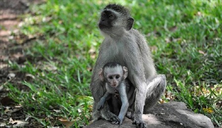 Bilim insanları, kapuçin maymunlarının başka bir türün yavrularını "kaçırdığını" keşfetti