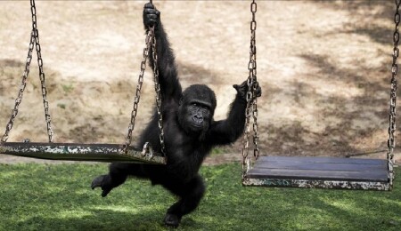 Yavru goril "Zeytin" Türkiye'de kalacak