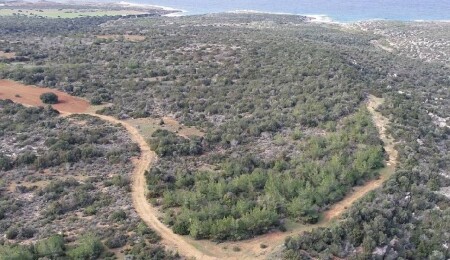 62 kuruluştan tepki: Ormanlar; devredilecek, pazarlanacak ya da belli çevrelere tahsis edilecek mülkler değildir