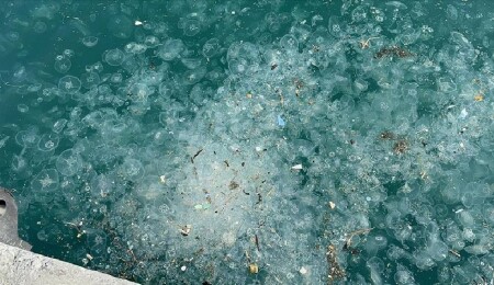 İstanbul'da Sarıyer ve Beşiktaş kıyılarında denizanası yoğunluğu