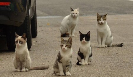 Rumlar, sayıları 1 milyonu aşan sokak kedilerine çare arıyor