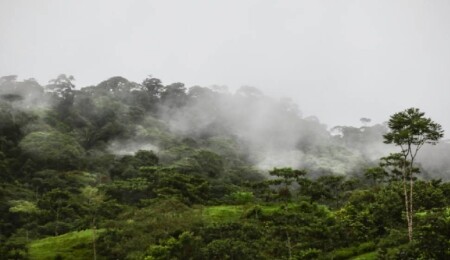 Milyonlarca yıldır görülmemişti: Amazon ormanlarında iklim değişiyor