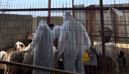 Koyun keçi çiçek hastalığıyla mücadele: 18 bin küçükbaş hayvan aşılandı