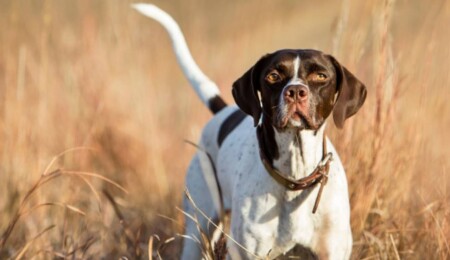 Avcılık Federasyonu'ndan avcılara duyuru: Köpek gezdirme yasağı 16 Temmuz'da sona eriyor