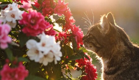 Bilim insanlarına göre, hayvanlar bitkilerin çıkardığı gizli seslere tepki veriyor