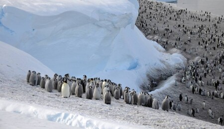 Antarktika'nın bir bölgesindeki imparator penguen nüfusu, 15 yılda yüzde 22 azaldı