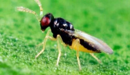 Turunçgil Yeşilleme hastalığı hakkında eğitim