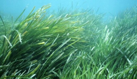 Akdeniz’in ‘akciğerleri’ soluyor!