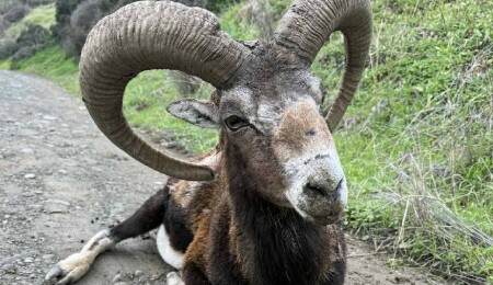 Yeşilırmak’ta bitkin halde bulunan yaşlı muflon yoğun bakımda